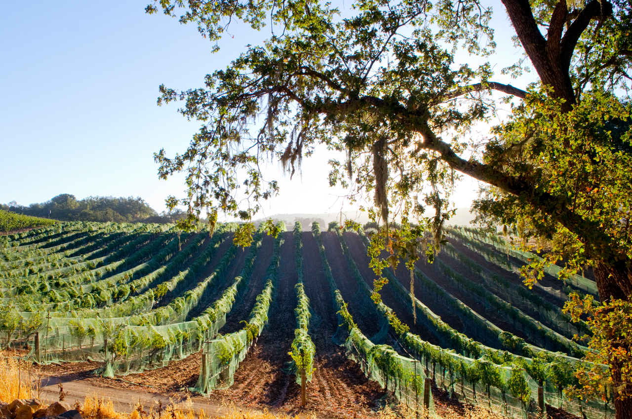 netted-vineyard